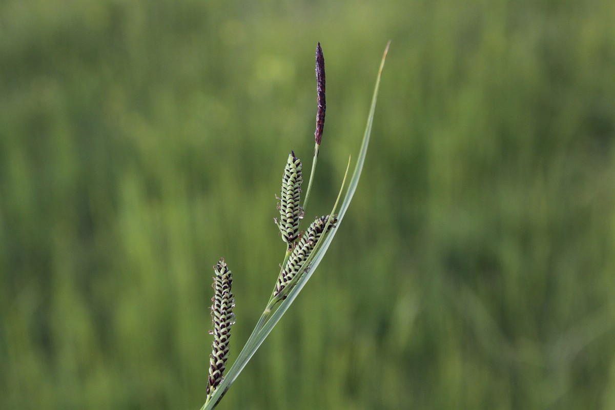 carex-nigra-common-sedge
